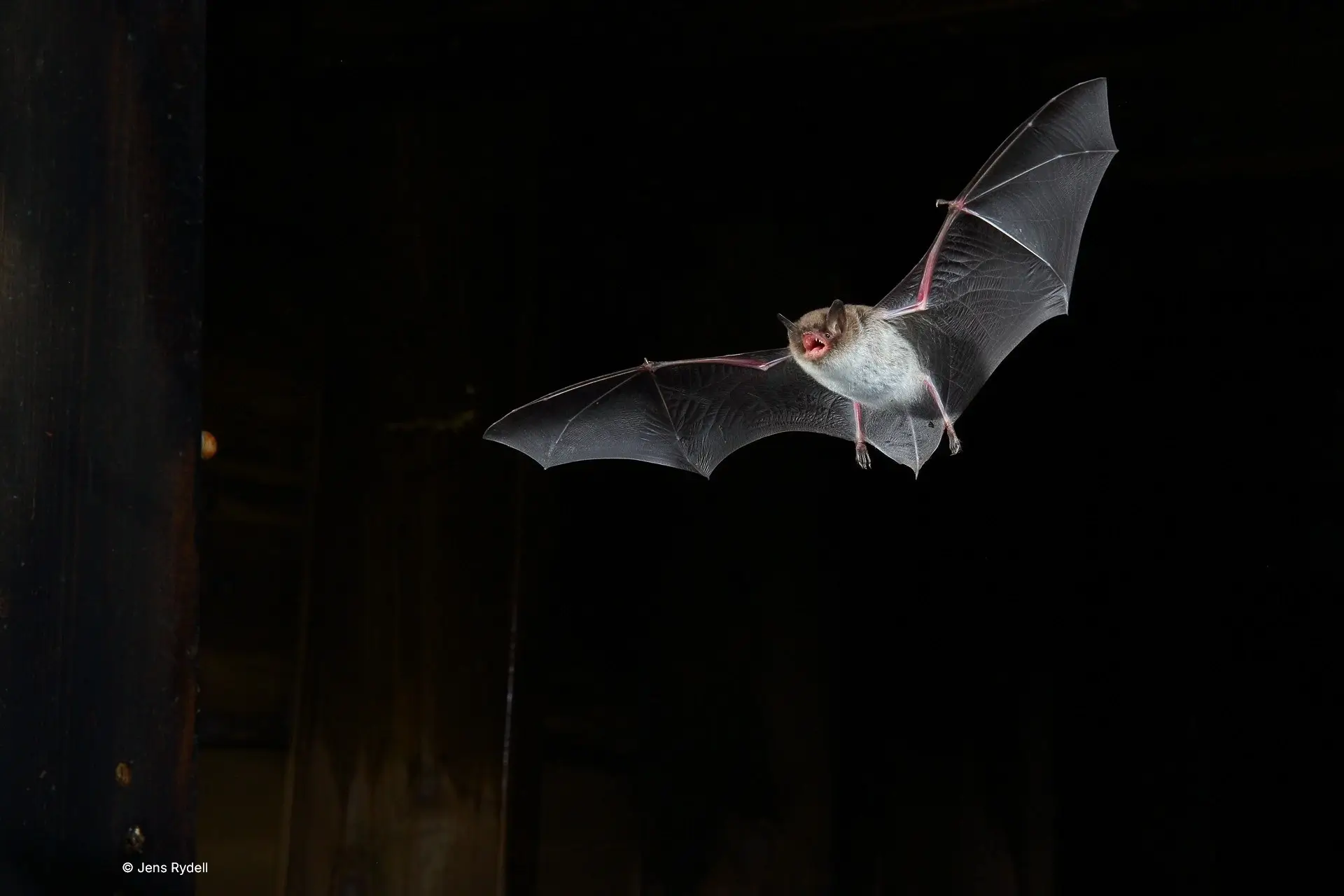 Bat protection measures and innovation projects